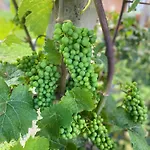 Weingut Gästezimmer Zweytick Robert Gasthof Ratsch an der Weinstraße