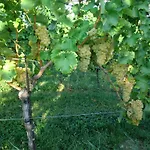 Zweytick Gaestezimmer Weingut Ratsch an der Weinstrasse