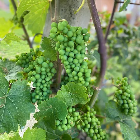 Zweytick Gaestezimmer Weingut Maison d'hôtes Ratsch an der Weinstraße