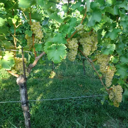 Zweytick Gaestezimmer Weingut Ratsch an der Weinstraße