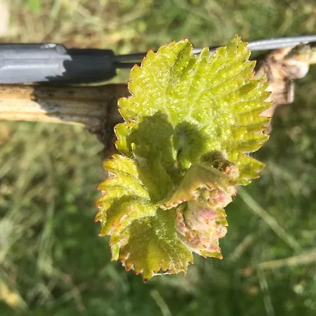 Zweytick Gaestezimmer Weingut Maison d'hôtes