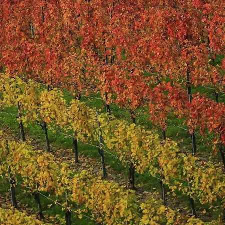 Pensión Zweytick Gaestezimmer Weingut