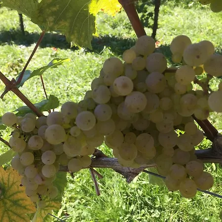Pensión Zweytick Gaestezimmer Weingut 3*
