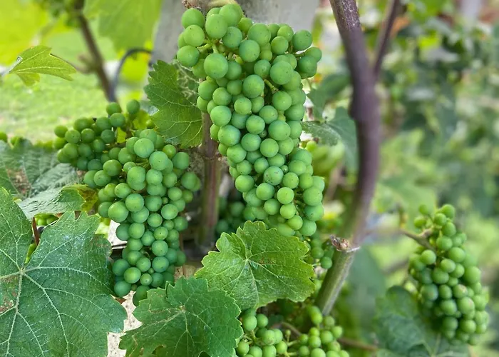 Zweytick Gaestezimmer Weingut بيت ضيافة Ratsch an der Weinstraße