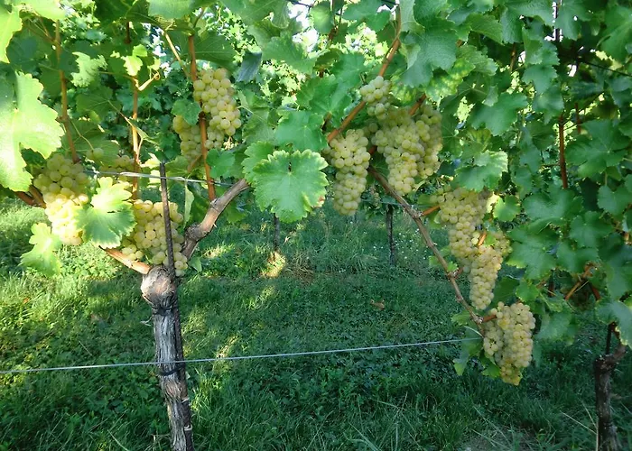 Zweytick Gaestezimmer Weingut Рач-ан-дер-Вайнштрассе