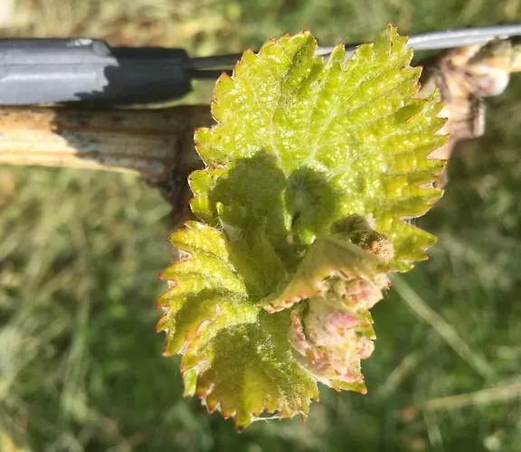 Zweytick Gaestezimmer Weingut بيت ضيافة