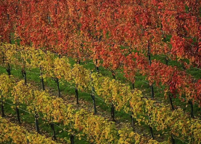 بيت ضيافة Zweytick Gaestezimmer Weingut