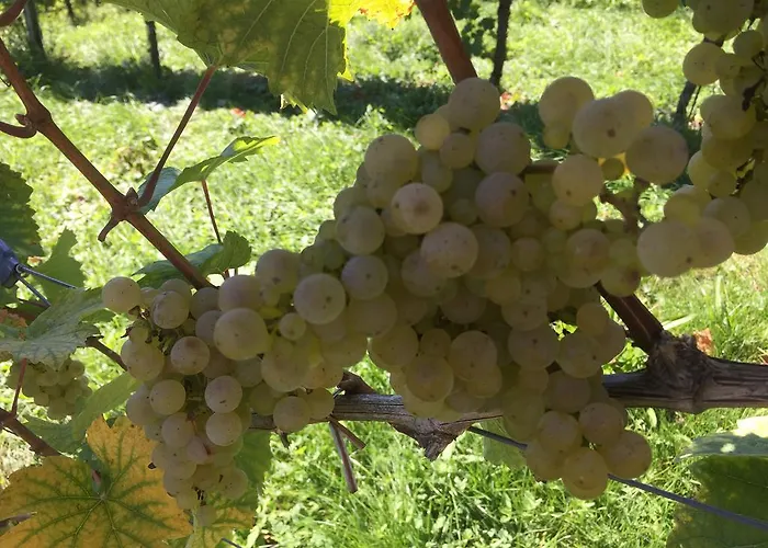 Гостевой дом Zweytick Gaestezimmer Weingut 3*